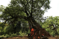 देवराईंचे अद्भुत विश्व <br> Introduction to Sacred Groves